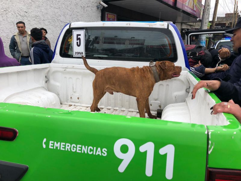 Vecinos denunciaron a un hombre por maltrato animal