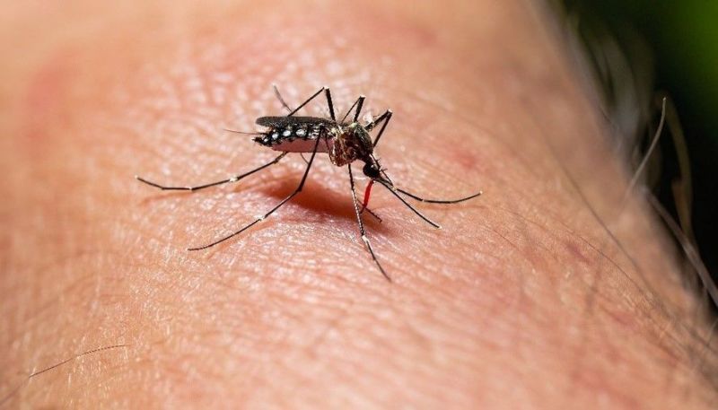 Ya son más de 66 mil los casos positivos de dengue en la Provincia 